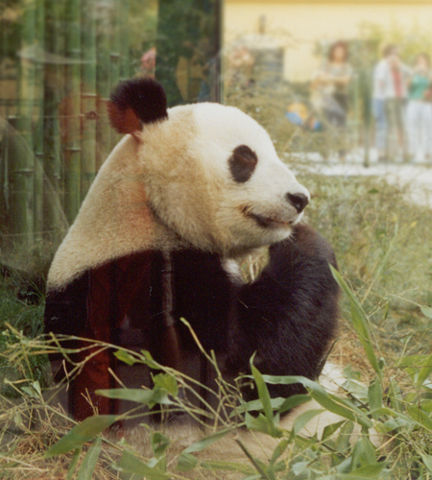 Image:Panda in vienna.jpg
