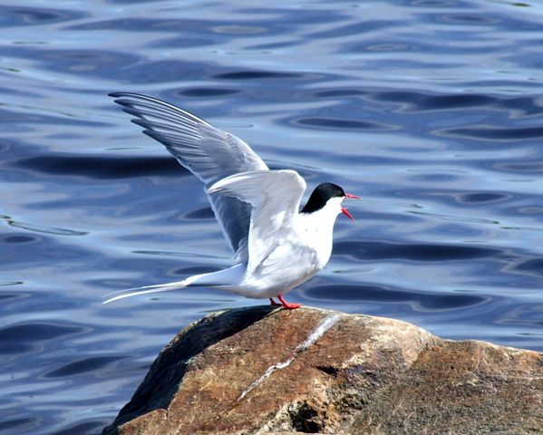 Image:Arctic Tern 2006 06 08.JPG