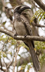 African Grey Hornbill, Parc Forestier de Hann, Senegal