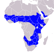 Distribution of African Grey Hornbill