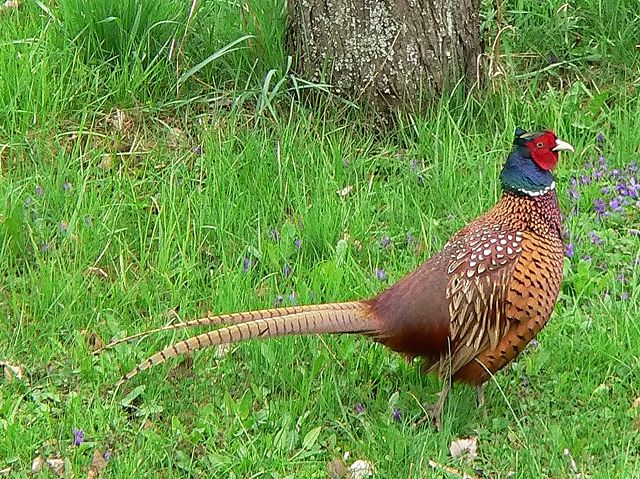 Image:Common Pheasant (Hybride).jpg