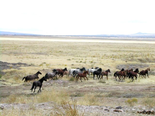 Image:Mustang Utah 2005 2.jpg