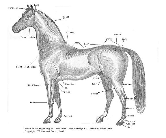 Image:Horse parts.jpg