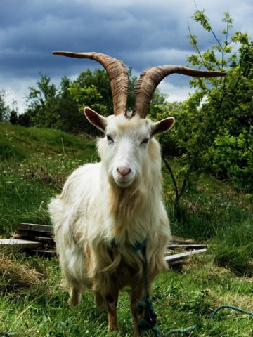 Image:Irish Goat.jpg