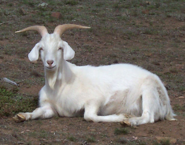 Image:Male goat.jpg