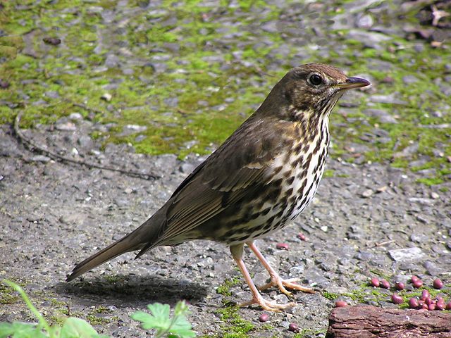 Image:Song thrush.jpg