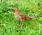 Subspecies T. p. clarkei in England