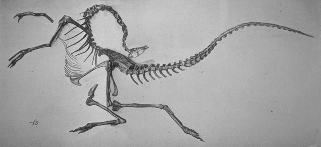 Image:Struthiomimus skeleton jconway.jpg