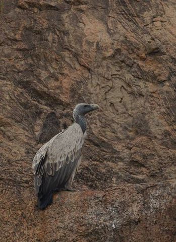 Image:Indian vulture on cliff.jpg
