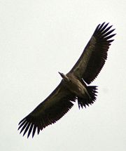 Long billed Vulture in flight