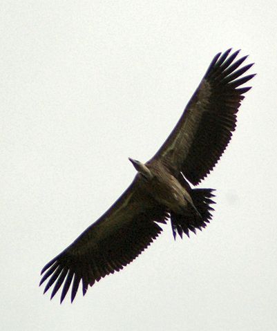 Image:Long billed vulture.jpg