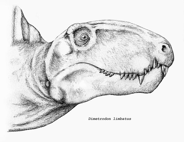 Image:Dimetrodon limbatus.jpg