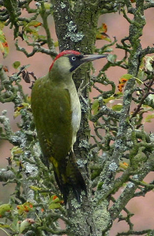 Image:Grünspecht Picus viridis.jpg