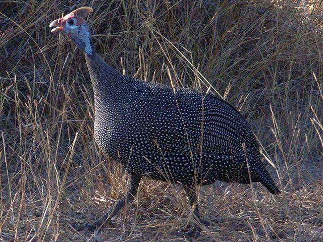 Image:Helmeted guineafowl kruger00.jpg