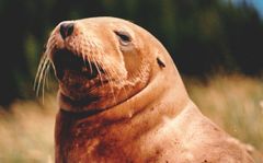 Hooker's Sea Lions frequent the Catlins coast