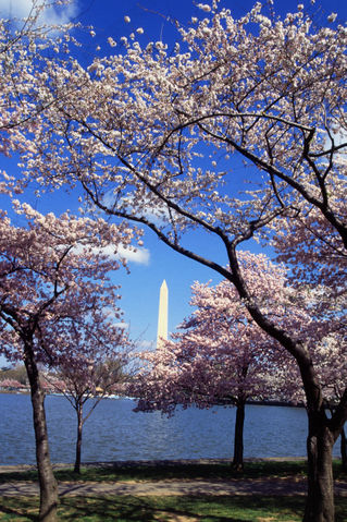 Image:Washington C D.C. Tidal Basin cherry trees.jpg