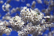 Cherry blossoms (sakura), often simply called blossoms (hana) are a common spring kigo.