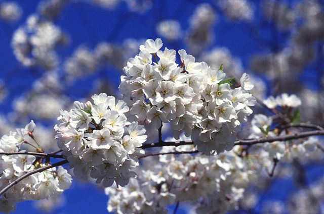 Image:Cherry tree blossoms.jpg