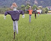 scarecrow in early autumn paddy field.