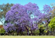 A large Jacaranda tree in full bloom.