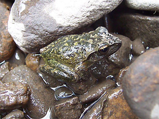 Image:Frog.jpg