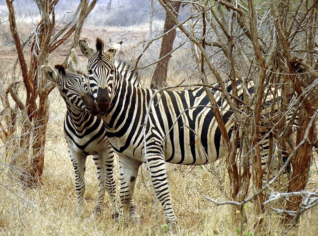 Image:Zebras in love-JD.JPG