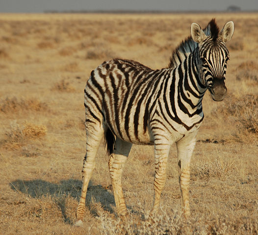 Image:Namibie Etosha Zebre 02.JPG