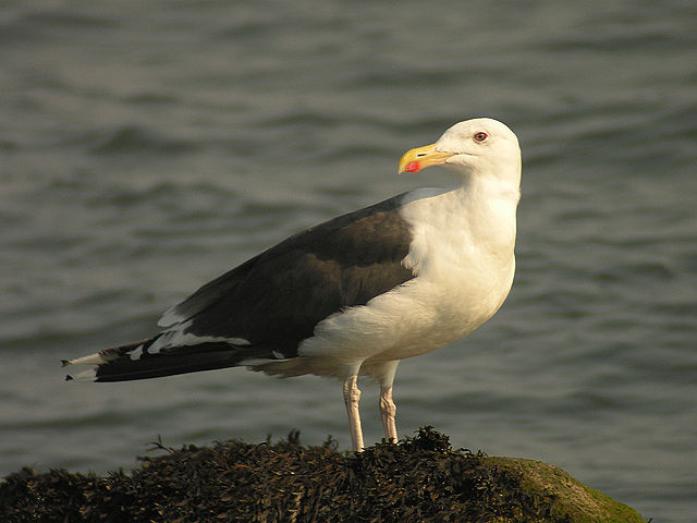 Image:Great Black-backed Gull.jpg