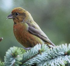 Red (Common) Crossbill