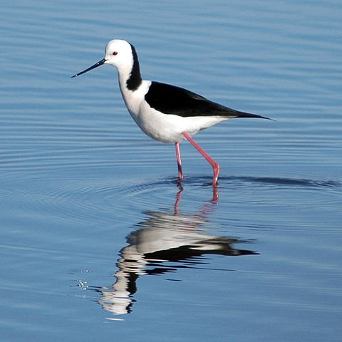 Image:Blackwingedstilt.jpg