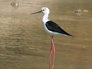 Adult at Hodal in  Faridabad District of Haryana, India.