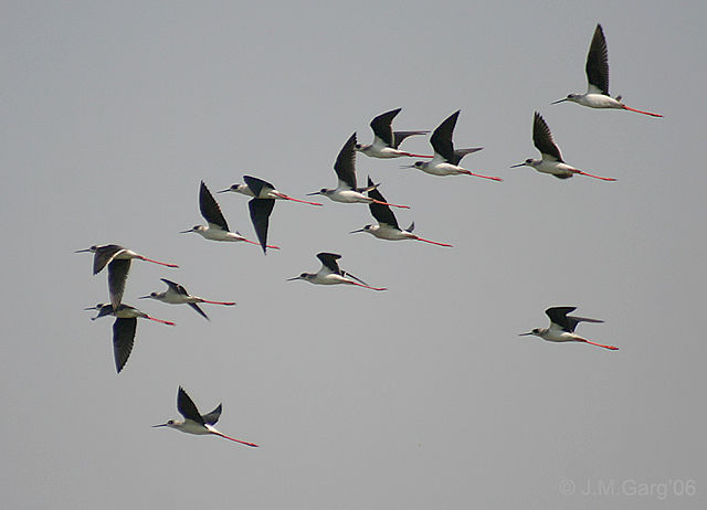 Image:Black winged Stilt I- Kolkata IMG 0400.jpg