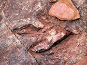Dilophosaurus footprint from the Red Fleet Dinosaur Tracks Park In Northeastern Utah, 2007