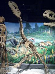 Two mounted Dilophosaurus sinensis  skeletons displayed in the Hong Kong Science Museum.