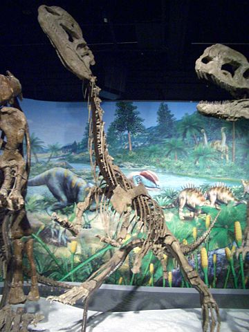 Image:Dilophosaurus sinensis 1.JPG