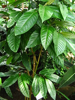 Long pepper's leaves and fruit