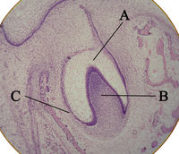 Histologic slide showing a tooth bud. A: enamel organ B: dental papilla C: dental follicle