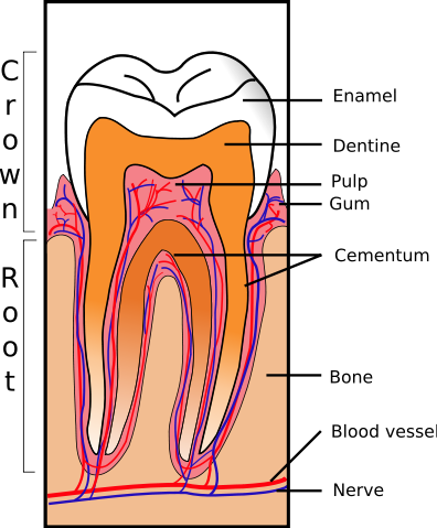 Image:Tooth Section.svg
