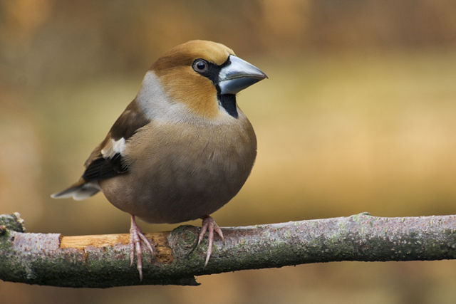 Image:Coccothraustes coccothraustes.jpg