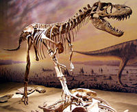 Albertosaurus skeleton at the Royal Tyrrell Museum in Alberta