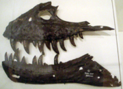 Partial Albertosaurus jaws, Royal Ontario Museum.