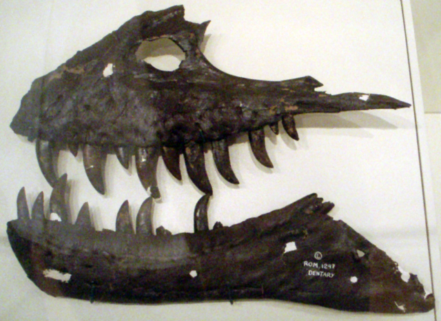 Image:AlbertosaurusSarcophagus-PartialJaws RoyalOntarioMuseum.png