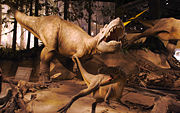 Albertosaurus models, Royal Tyrell Museum.
