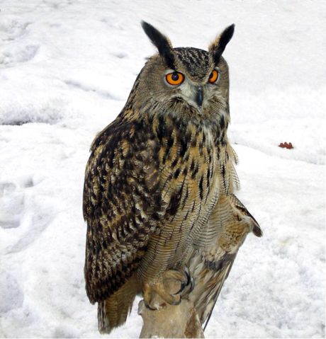 Image:Bubo bubo winter 1.jpg