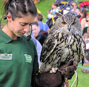 Eurasian Eagle Owl Bubo bubo and handler, at Bristol Zoo, England.