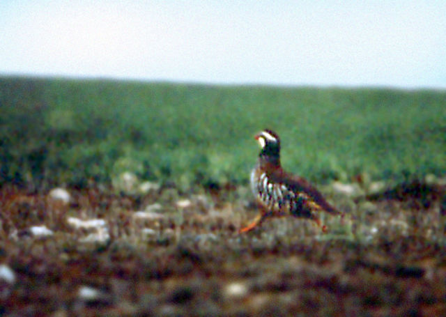 Image:Perdiz roja española (Alectoris rufa).jpg