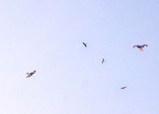 Red Kites gathering for the winter season