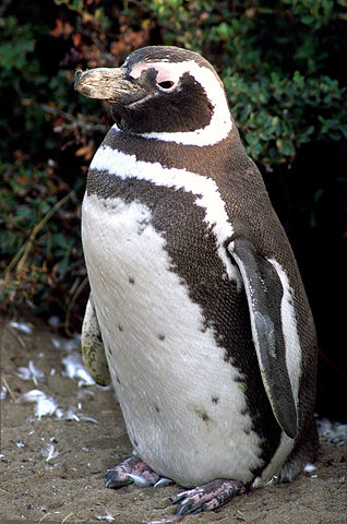 Image:Magellanic-penguin02.jpg