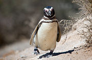 A Magellanic Penguin at Argentina's coast