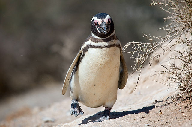 Image:Magellanic penguin, Valdes Peninsula, e.jpg